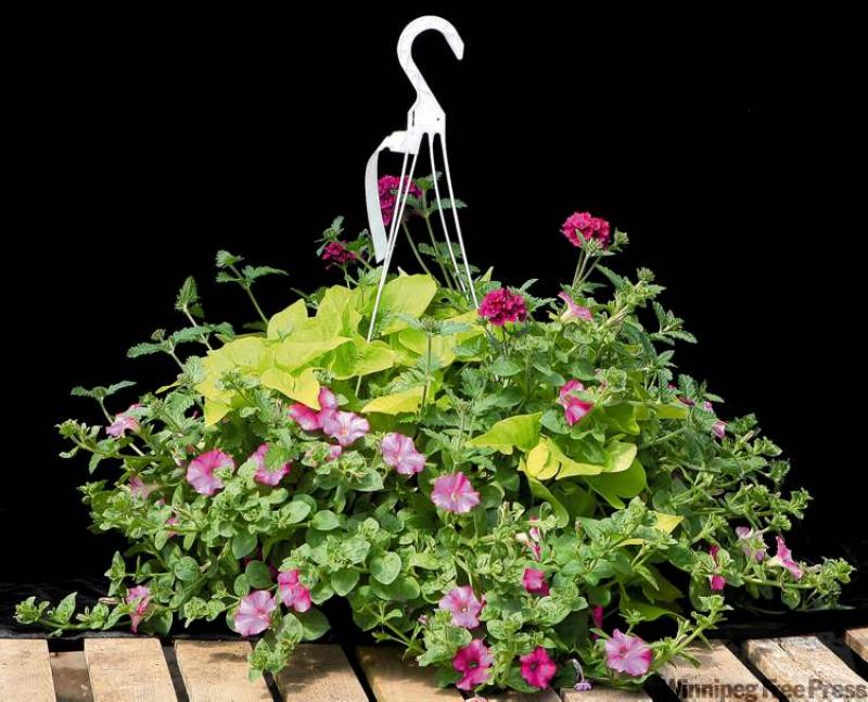 Hanging baskets add a splash of colour Winnipeg Free Press Homes