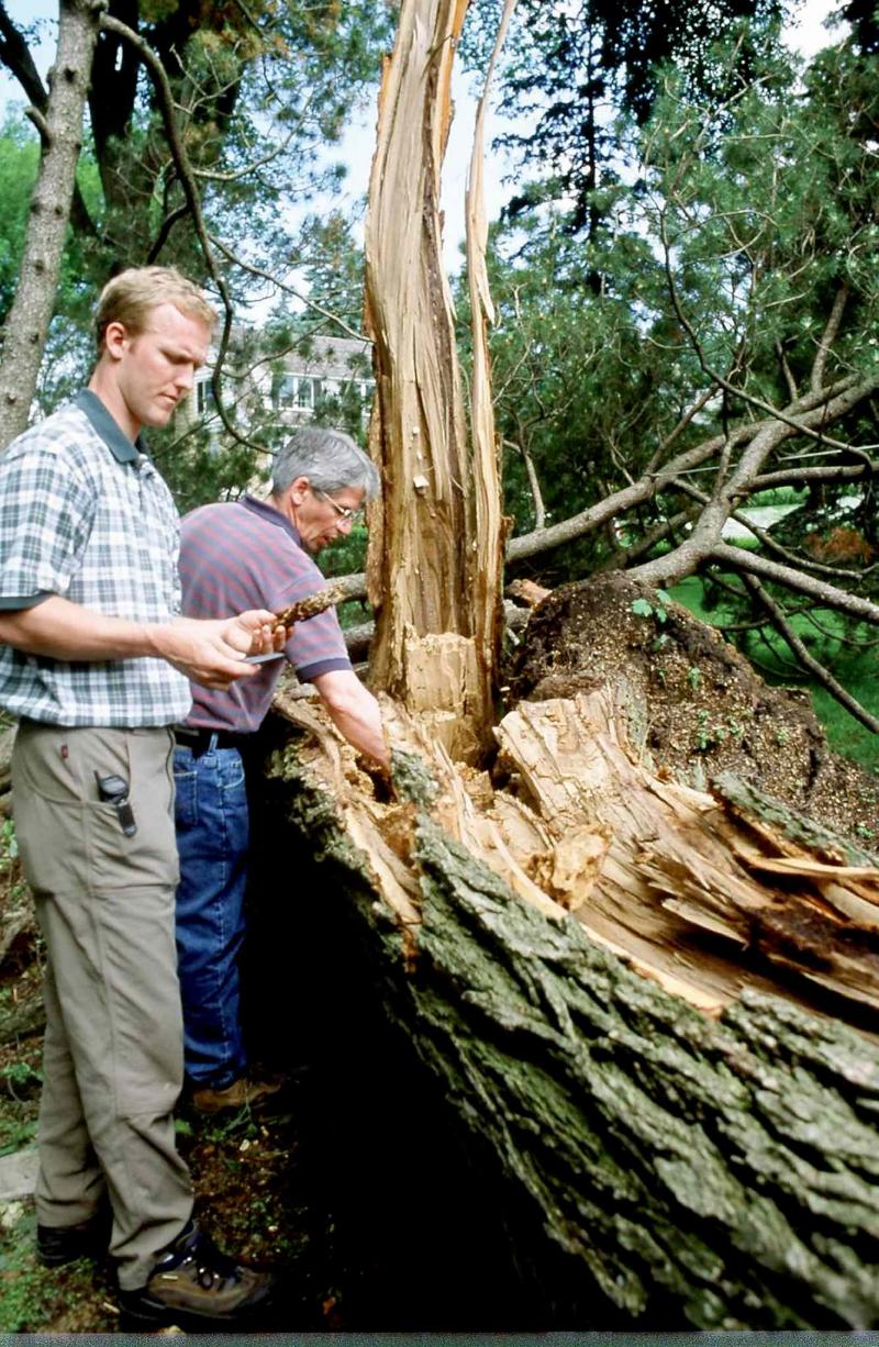 photos by Michael Allen / Winnipeg Free press
This split American elm tree shows a large area of fungal decayed wood.