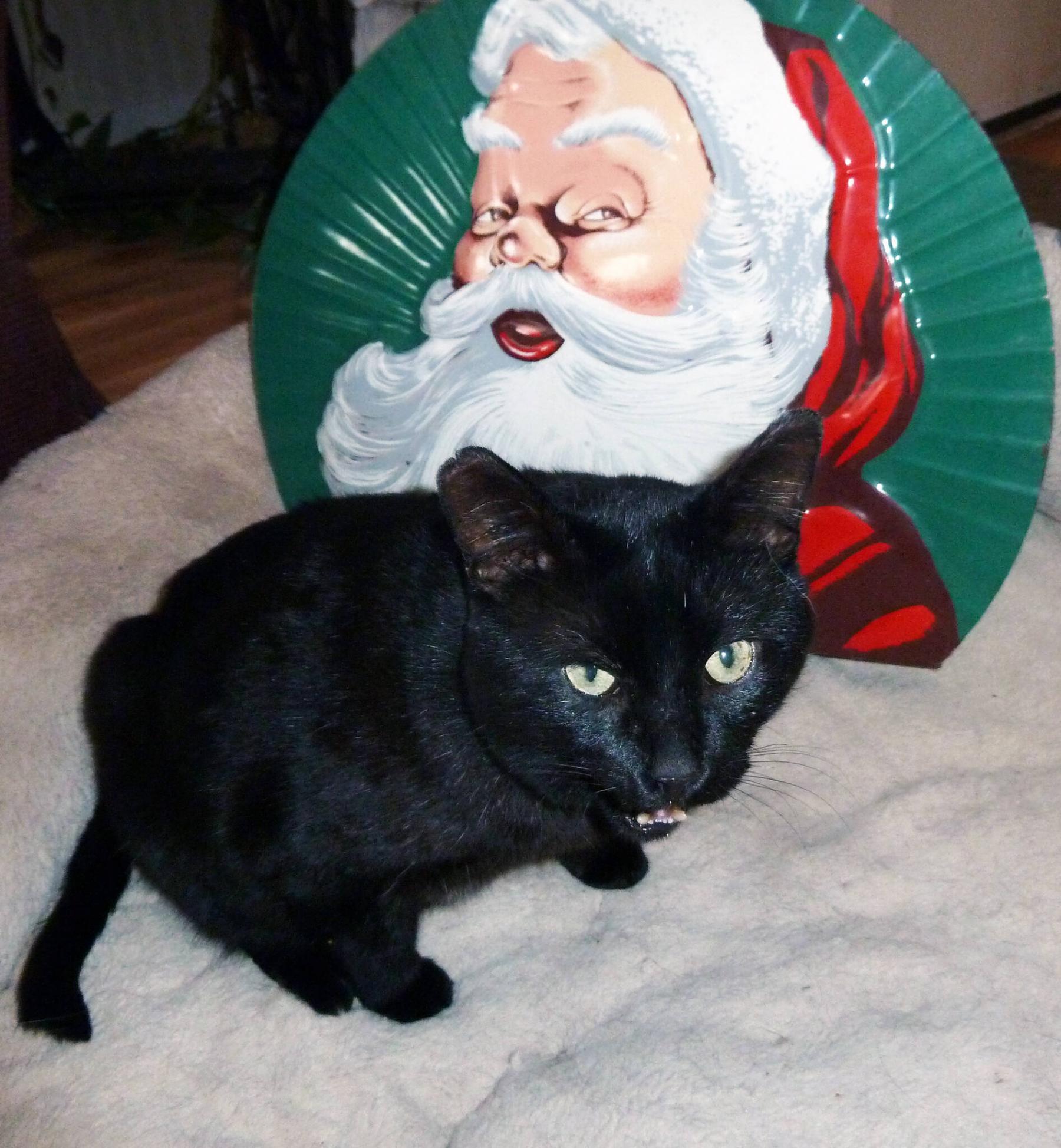 <p>Photos by Laurie Mustard / Winnipeg Free Press</p><p>Sunny and Santa are old pals, just as long as the big guy shares his milk and cookies.</p>