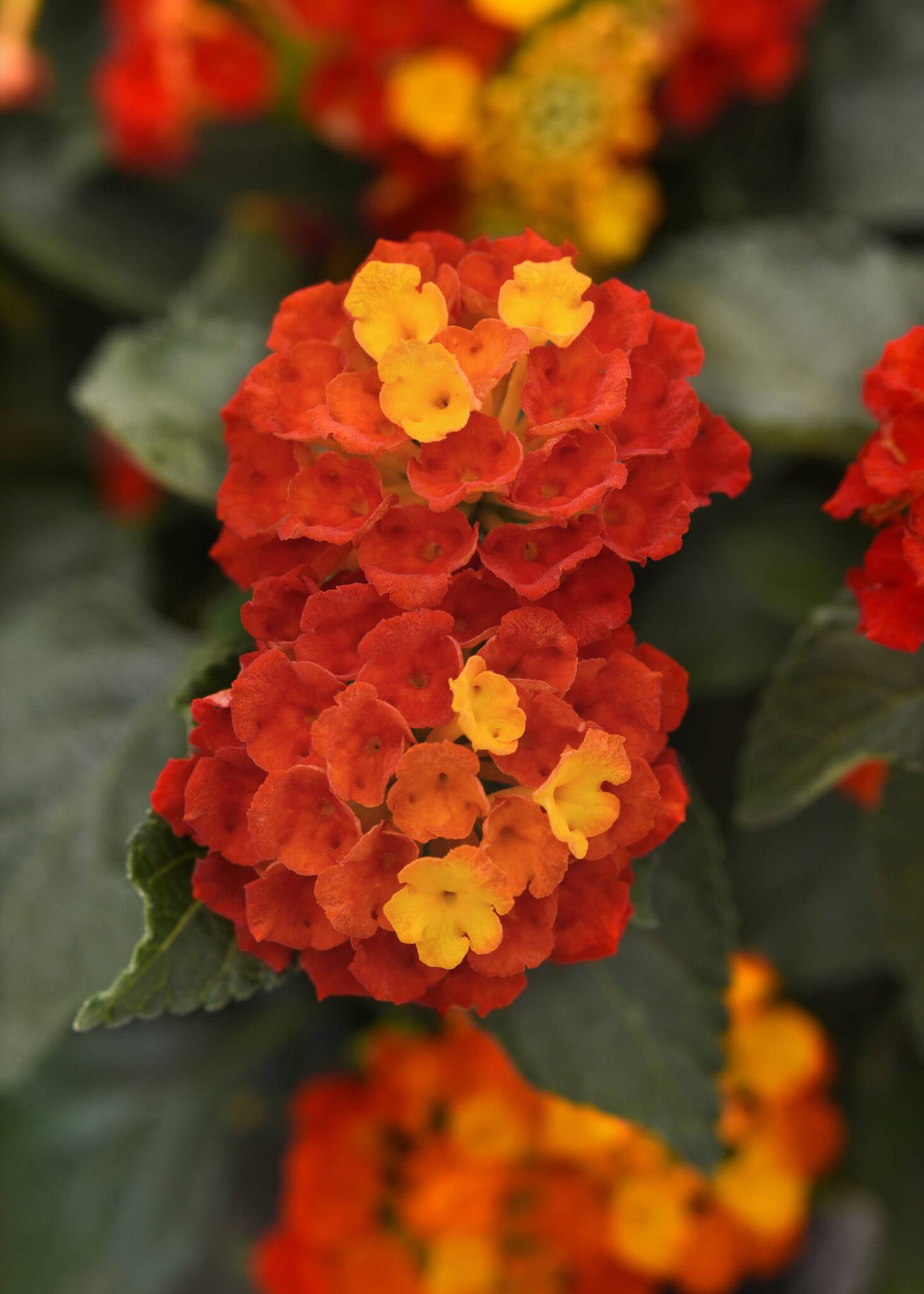  <p>Ball Horticultural</p>
                                <p>Non-stop vibrant colour and superior heat tolerance personifies new Lantana Shamrock Red with its basketball-shaped blooms.</p> 