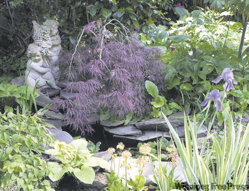 Every small garden needs a focal point, like this pond with japanese weeping maple and variagated bearded iris