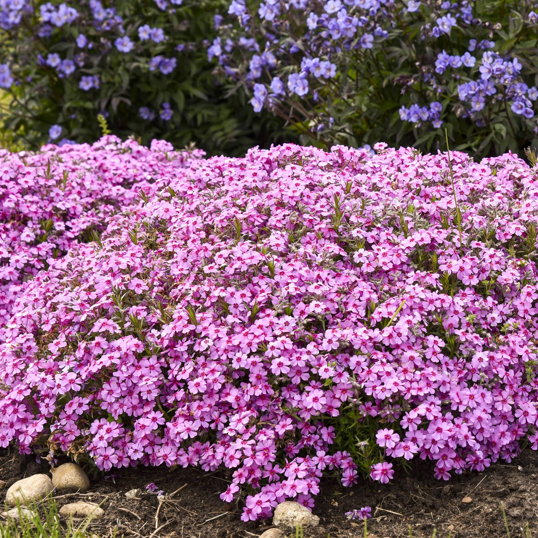 Ay Caramba! 2022 is the Year of the Phlox - Winnipeg Free Press Homes