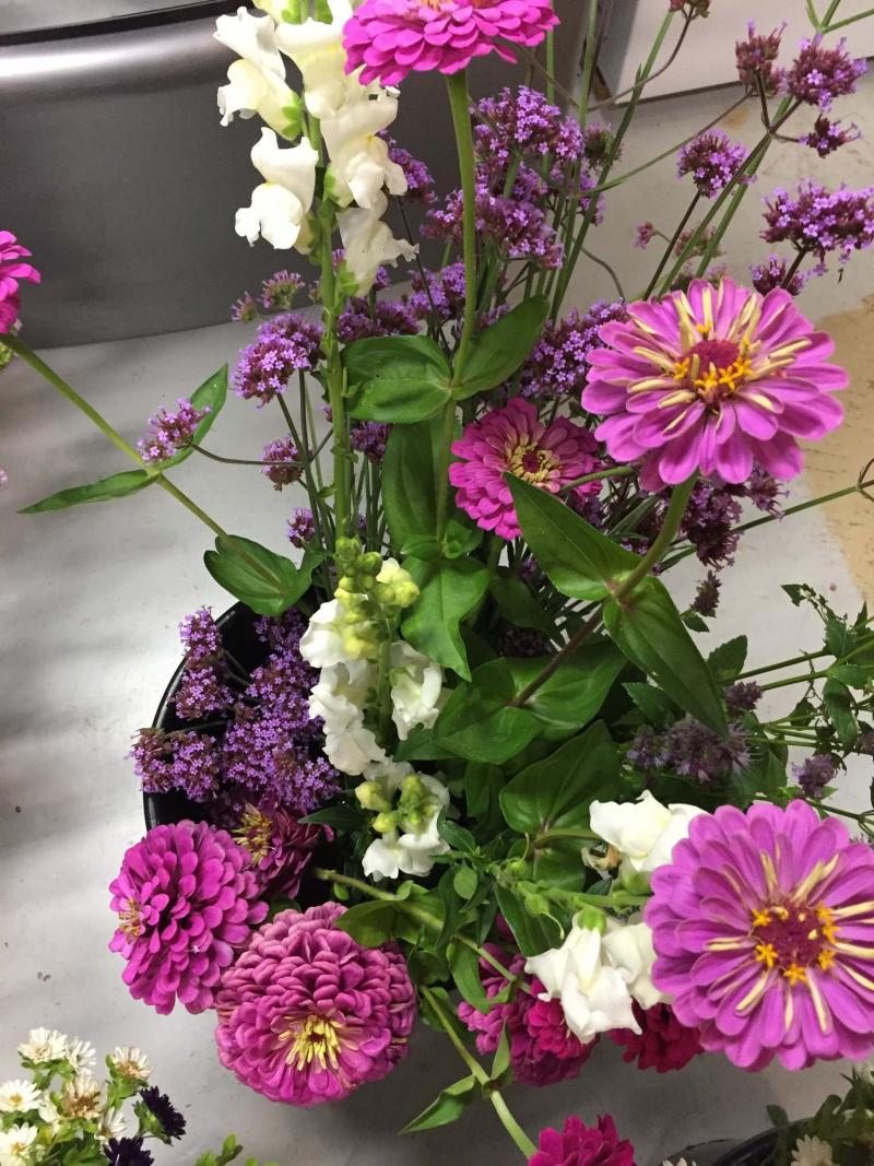 Gladioli more than a supermarket selection Winnipeg Free Press Homes