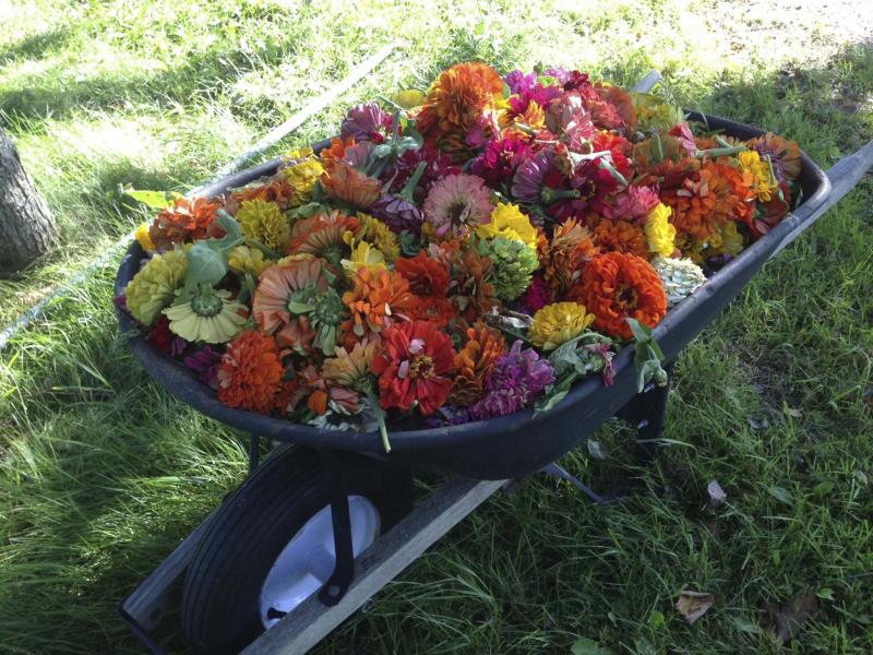 <p>Barbara Damrosch / The Washington Post</p><p>Materials high in nitrogen, such as spent flowers deadheaded in the garden, are essential in a compost pile.</p>