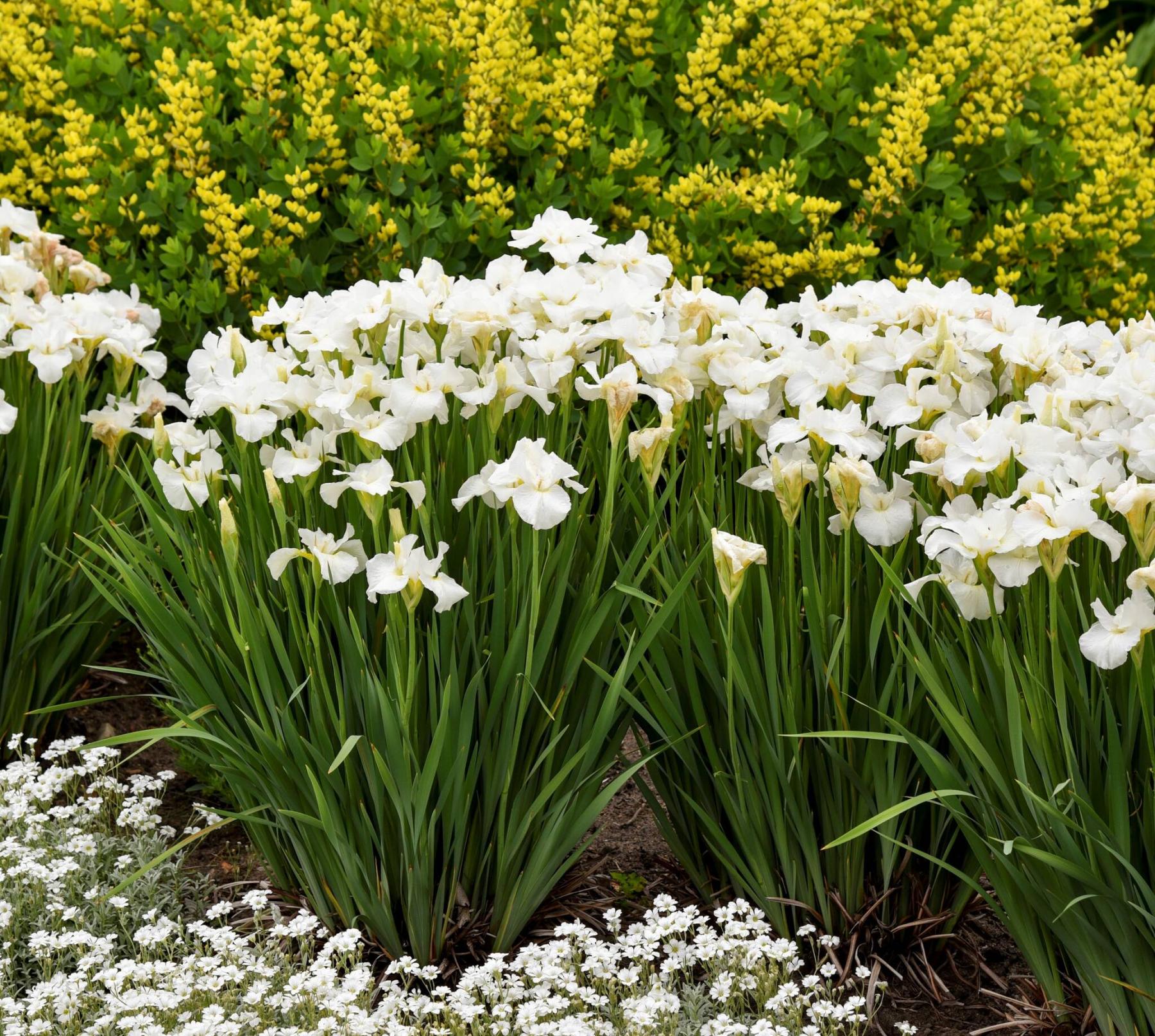  <p>Jpg 1_classic perennials_Siberian Iris_Swans in Flight_ with low carpet of Cerastium tomentosum Snow-in-Summer</p>
                                <p>Walters Gardens photo</p>
                                <p>Siberian iris swans in flight with a low carpet of white-flowered snow-in-summer are classic perennials.</p> 