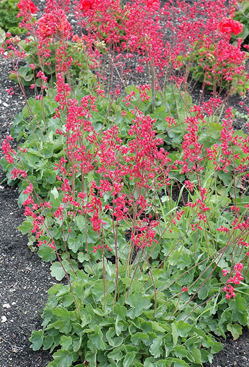 Grow heuchera for foliage or flowers - Winnipeg Free Press ...