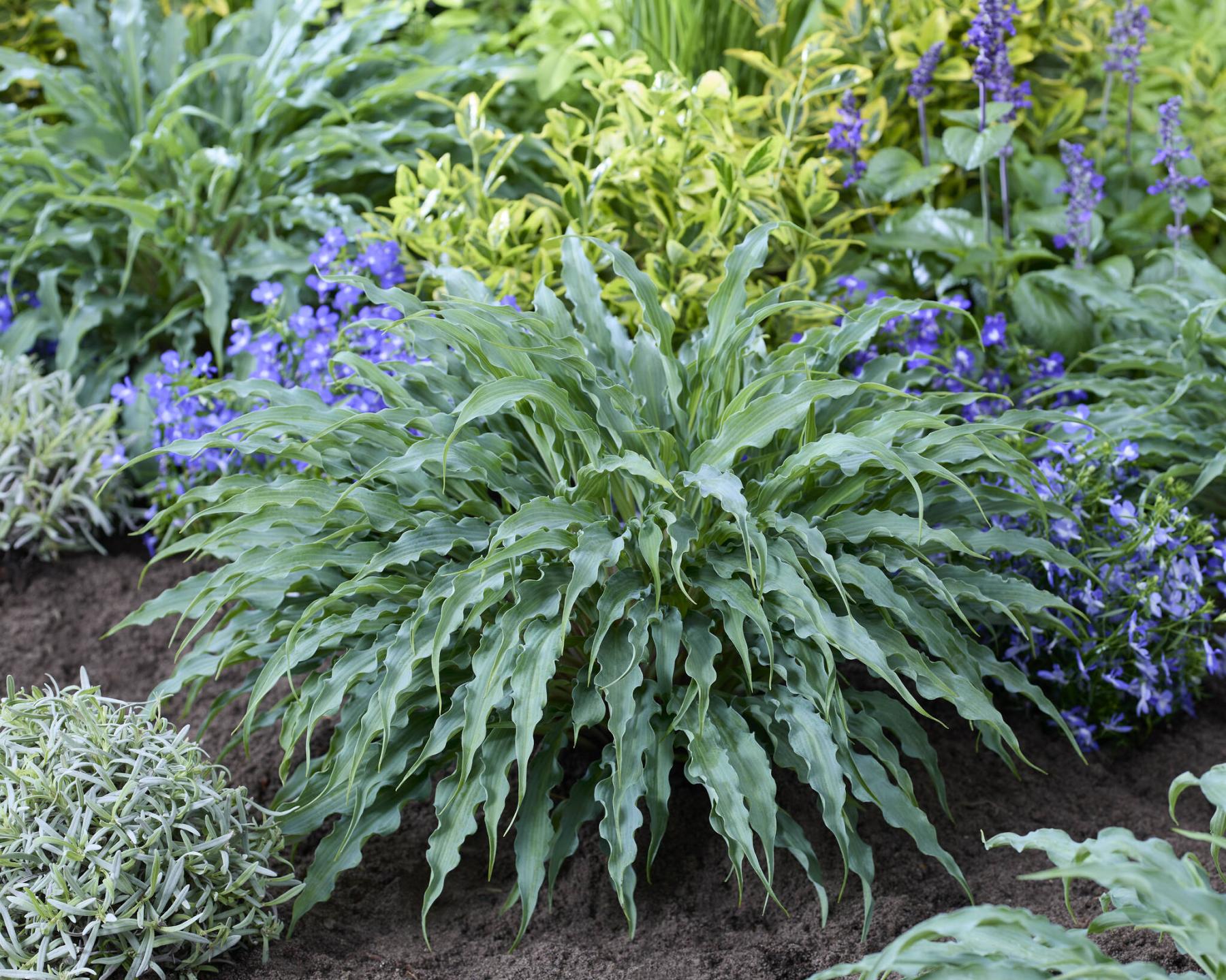  <p>Plantipp BV</p>
                                <p>Hosta Silly String has a tidy, mophead habit and intensely wavy, blue-green leaves.</p> 