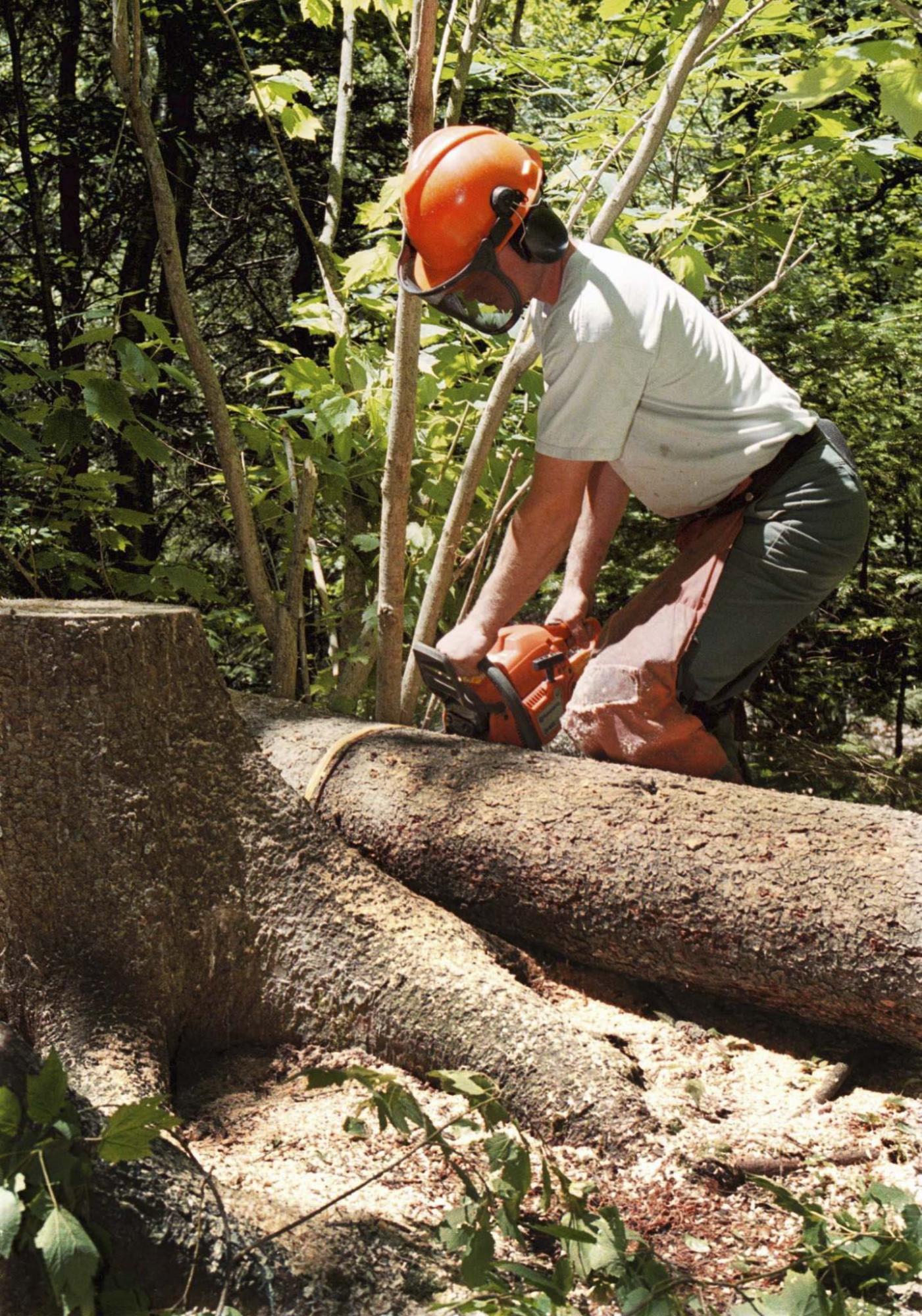 <p>Peter Parsons / Halifax Chronical-Herald files</p><p>A certified arborist will have the right equipment and the knowledge to maintain or even remove trees in a safe and timely manner. </p>