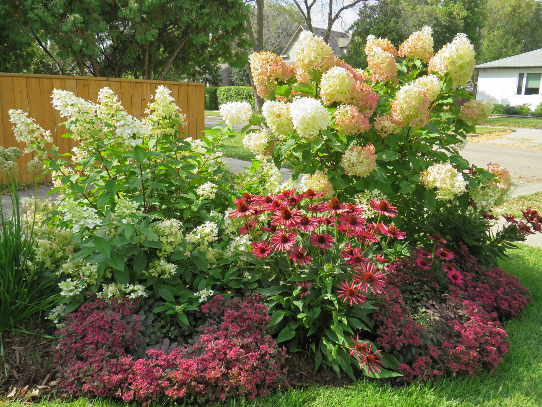  <p>Photos by Colleen Zacharias / Winnipeg Free Press</p>
                                <p>Confetti hydrangea, Phantom hydrangea tree form, Kismet Raspberry coneflower, and Plum Dazzled sedum glow in the September sunshine.</p> 