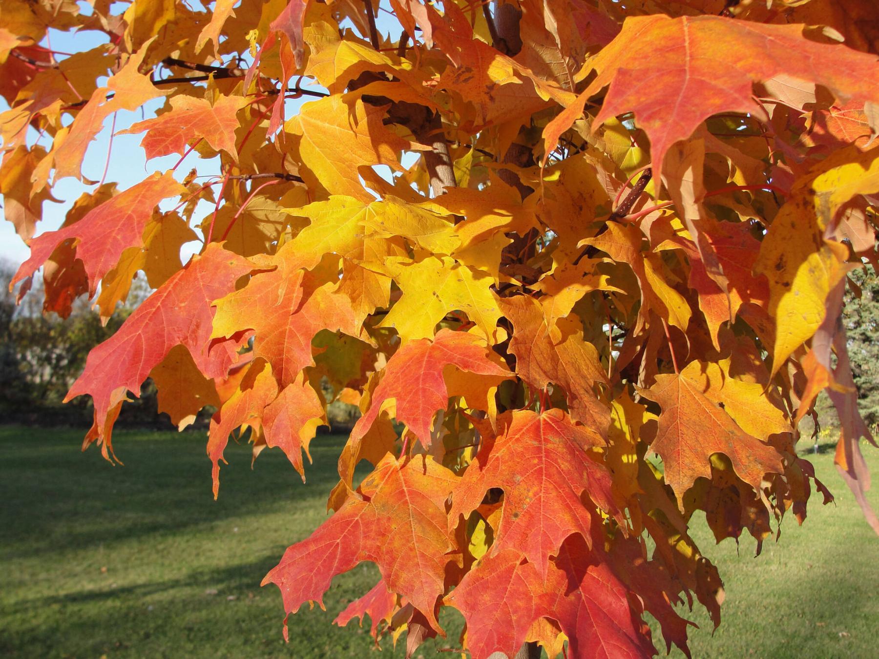  <p>Jeffries Nurseries photo</p>
                                <p>The sugar maple is Canada&rsquo;s national tree. Inferno sugar maple has inflorescent orange-red fall foliage colouring.</p> 