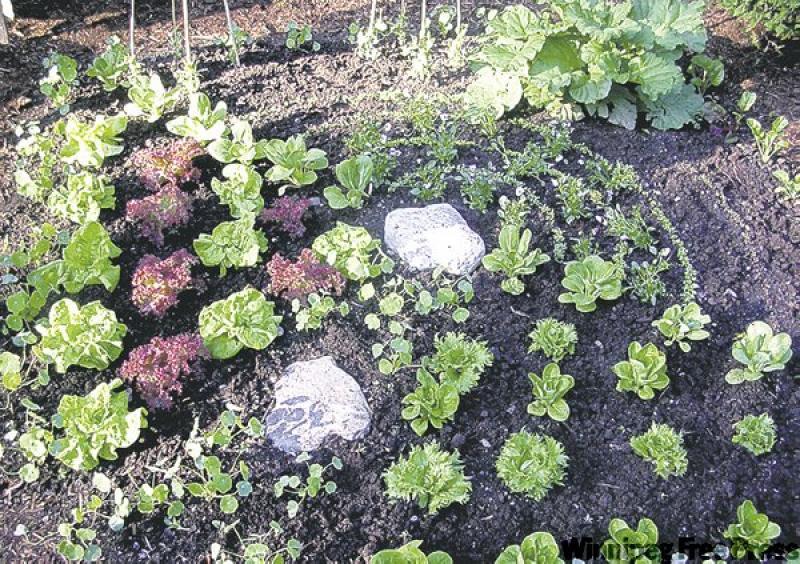 Fresh vegetables that you know where they've been: just one of the benefits of planning your own vegetable garden.
