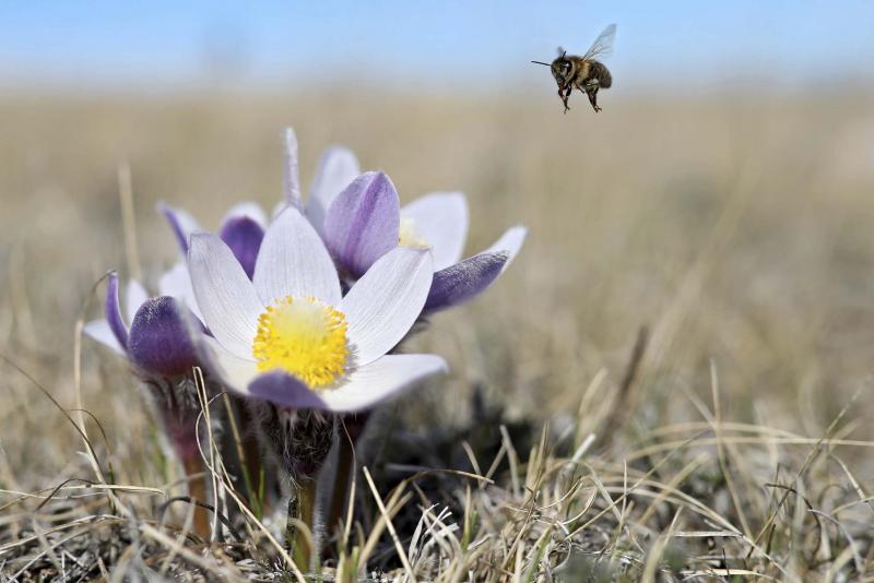 <p>Tim Smith / Brandon Sun files</p><p>Prairie Crocus&rsquo; begins to bloom in a pasture on the north side of the Assiniboine River Valley north of Alexander on Tuesday afternoon. The prairie crocus is Manitoba&rsquo;s official flower and one of the first to bloom each spring.</p></p>