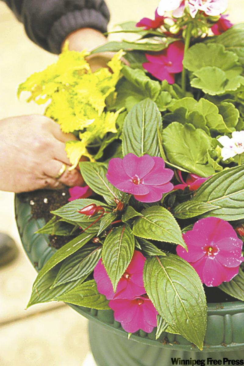 Coleus, New Guinea impatiens and geraniums combine nicely