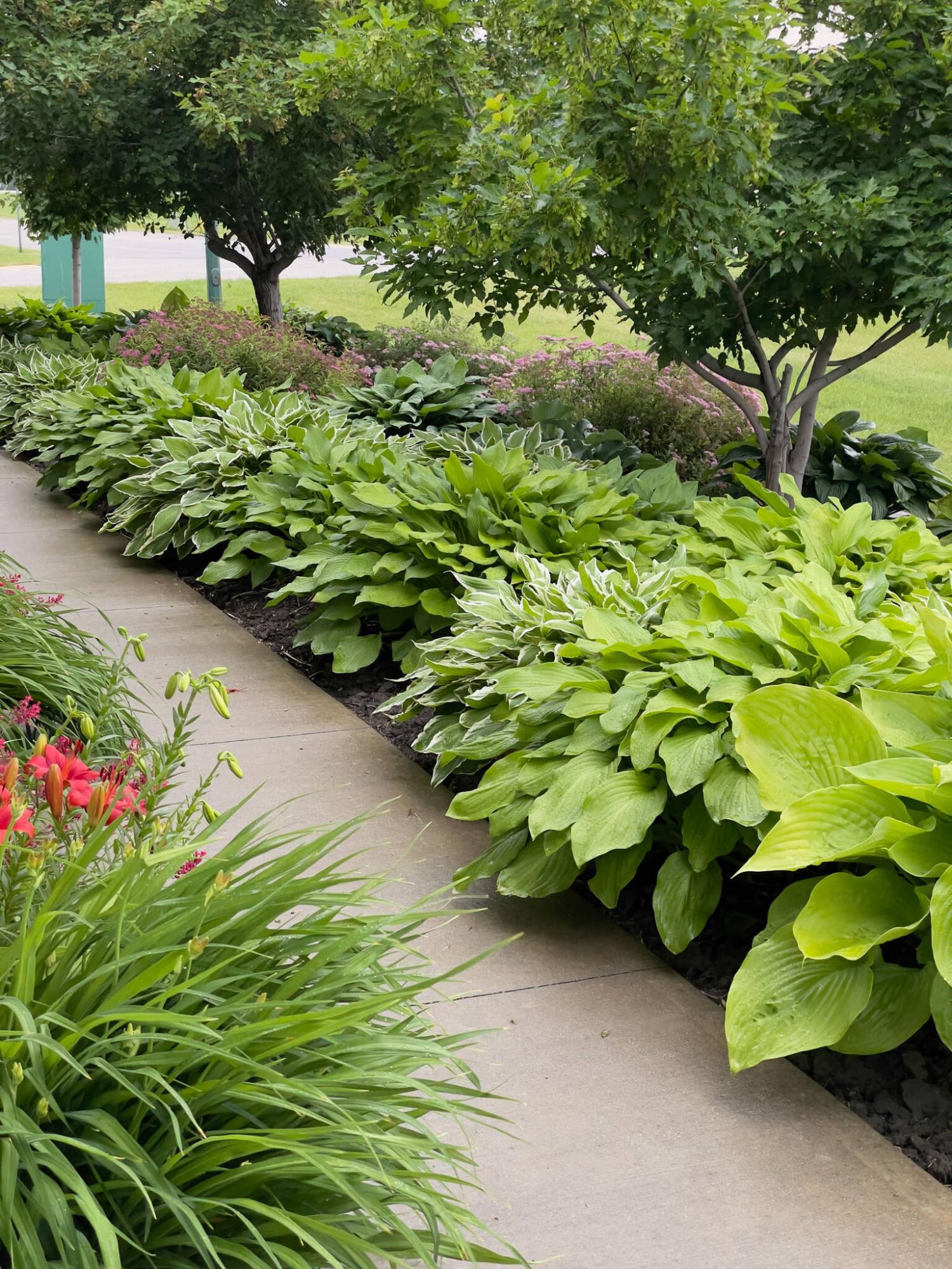  <p>Terry Klippenstein photo</p>
                                <p>Rhona Klippenstein&rsquo;s garden in Altona features a beautiful, diverse display of 60 hostas.</p> 