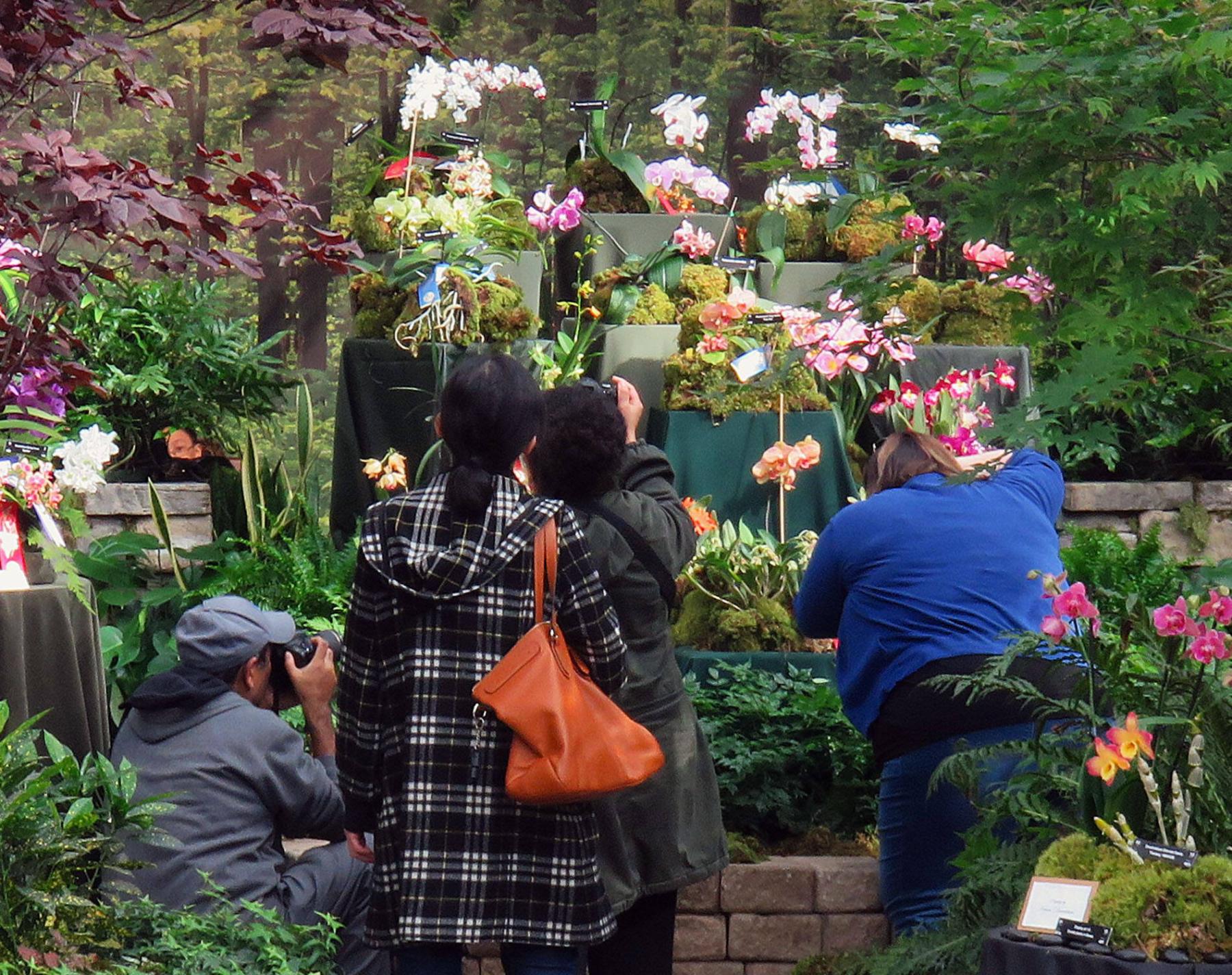  <p>R. Kato photo</p>
                                <p>The annual orchid show and sale is always an exceptional opportunity for stunning photography.</p> 