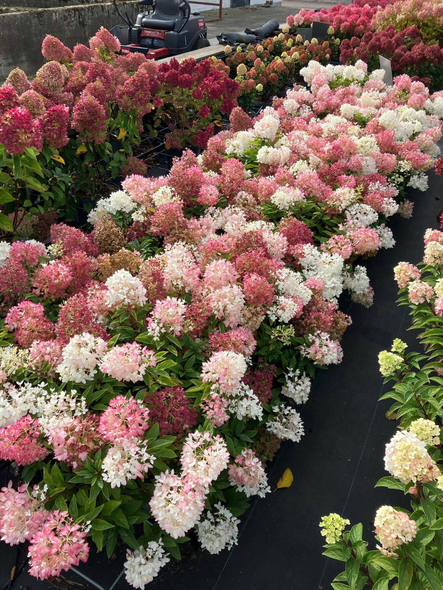  <p>Alex Schoemaker / Living Creations</p>
                                <p>Groundbreaker hydrangea from Living Creations is a new ground covering Hydrangea paniculata coming soon to the North American market.</p> 