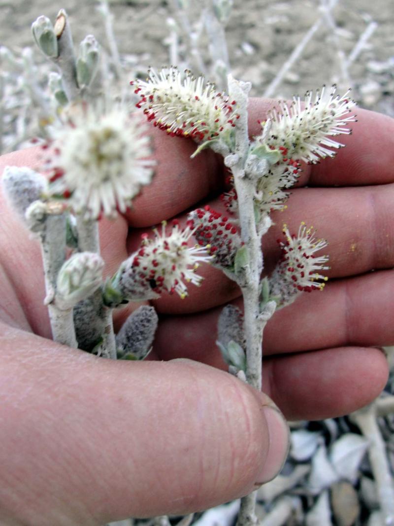 <p>Jeffries Nursery</p><p>Willows are ideal for planting on slopes and riverbanks. A new dwarf willow introduction for 2019, Iceberg Alley, will be suitable for slopes in residential landscapes.</p>