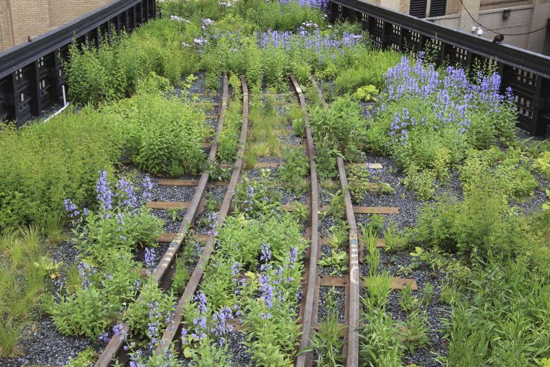 <p>Rick Darke</p><p>Gardens of the High Line, a collaboration between a plantsman and landscape designer, shows what the park&rsquo;s plants look like from season to season.</p>
