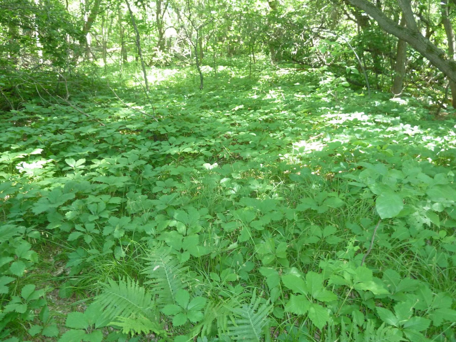 <p>Laurie Mustard / Winnipeg Free Press</p><p>Mustard enjoys passing the time in the gorgeous green of summer, exploring abandoned farmyards.</p>