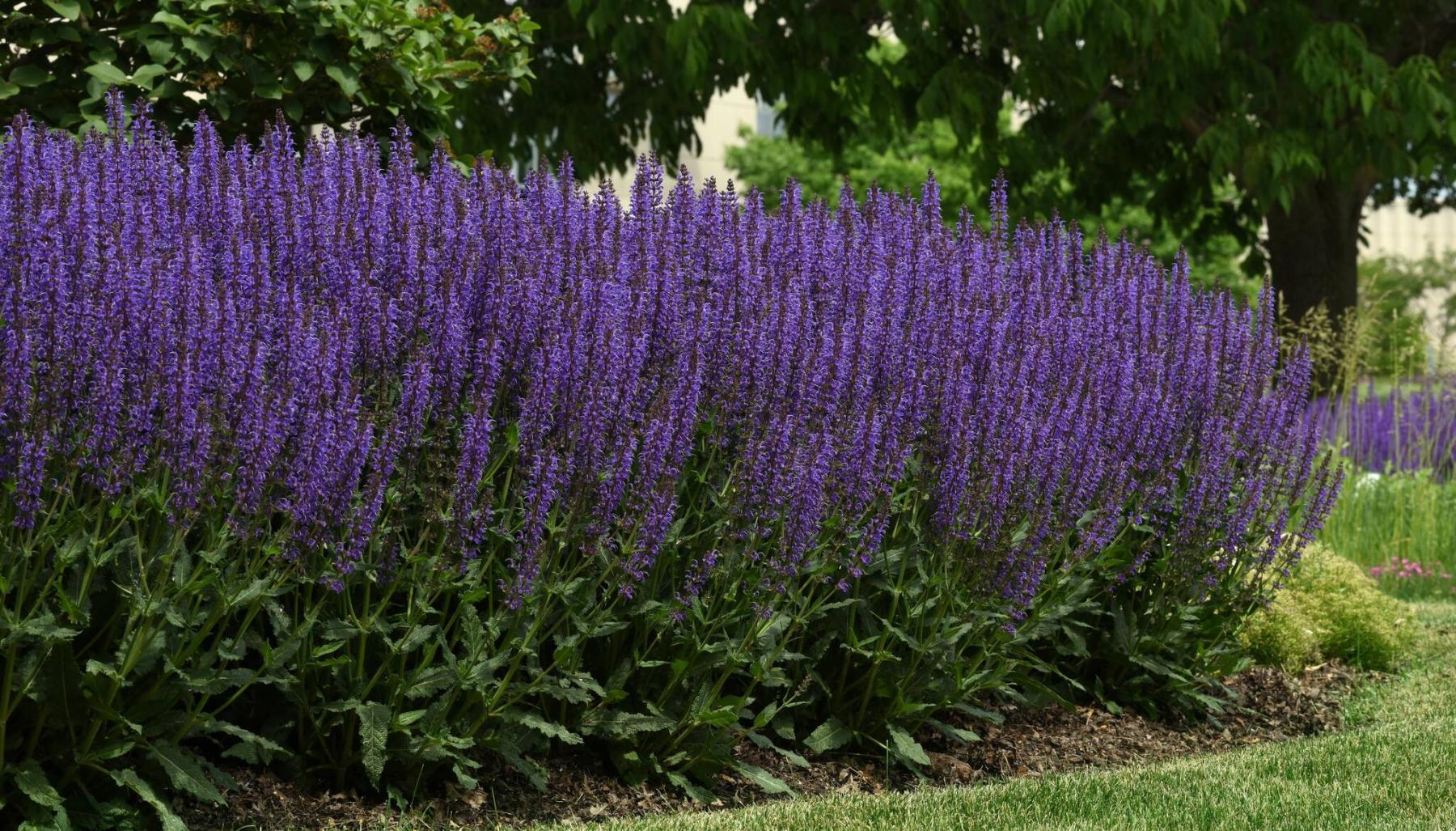  <p>Darwin Perennials photo</p>
                                <p>The new Salvia, Blue by You offers earlier blooming and up to five repeat blooming cycles.</p> 