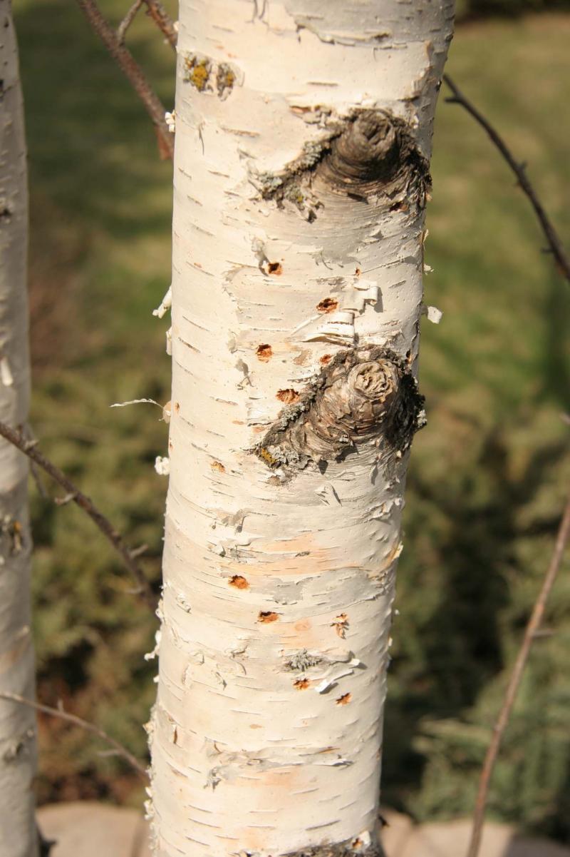 birch borer