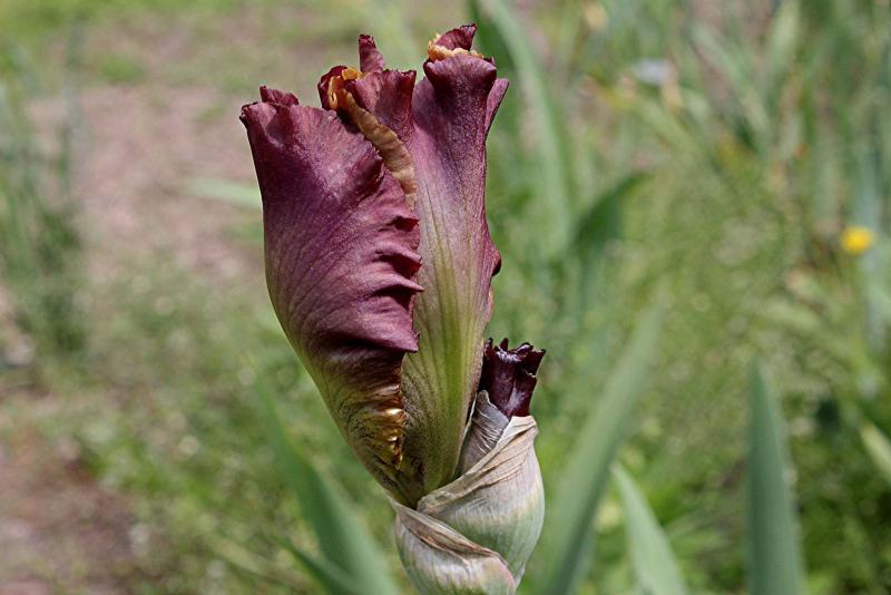 <p>Trails End Iris Gardens</p><p>Reveal second and third blossoms on double- and triple-socketed iris varieties by removing spent blooms.</p></p></p>