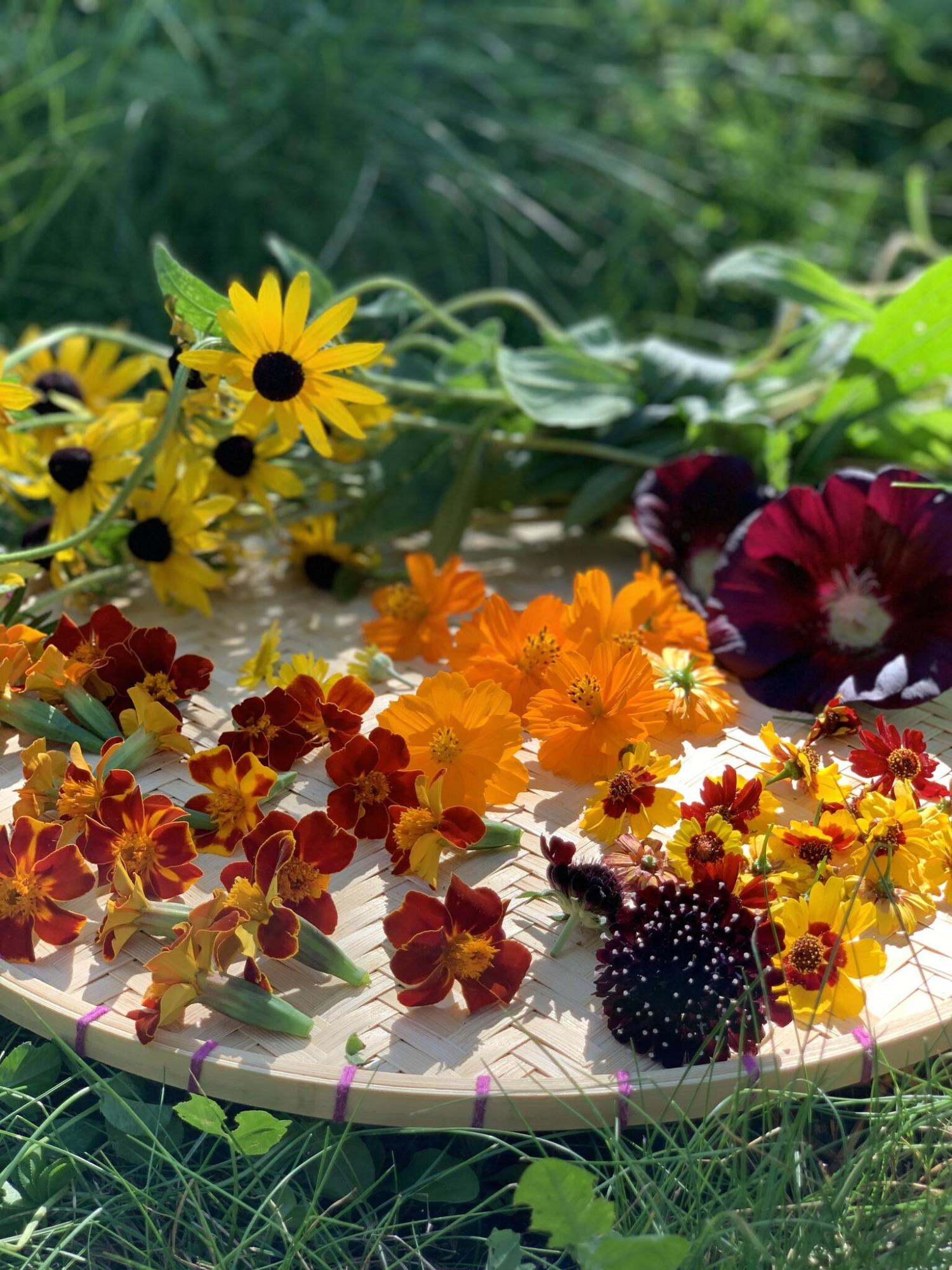  <p>Bethany Booy photo</p>
                                <p>Homegrown flowers for making natural dyes include black-eyed Susan, black hollyhock, coreopsis Black Knight scabiosa, marigold and sulphur cosmos.</p> 