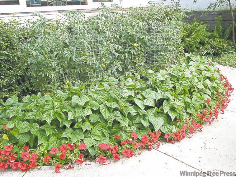 Everything grows better with beans, centre, planted here between tomatoes and colourful red petunias.