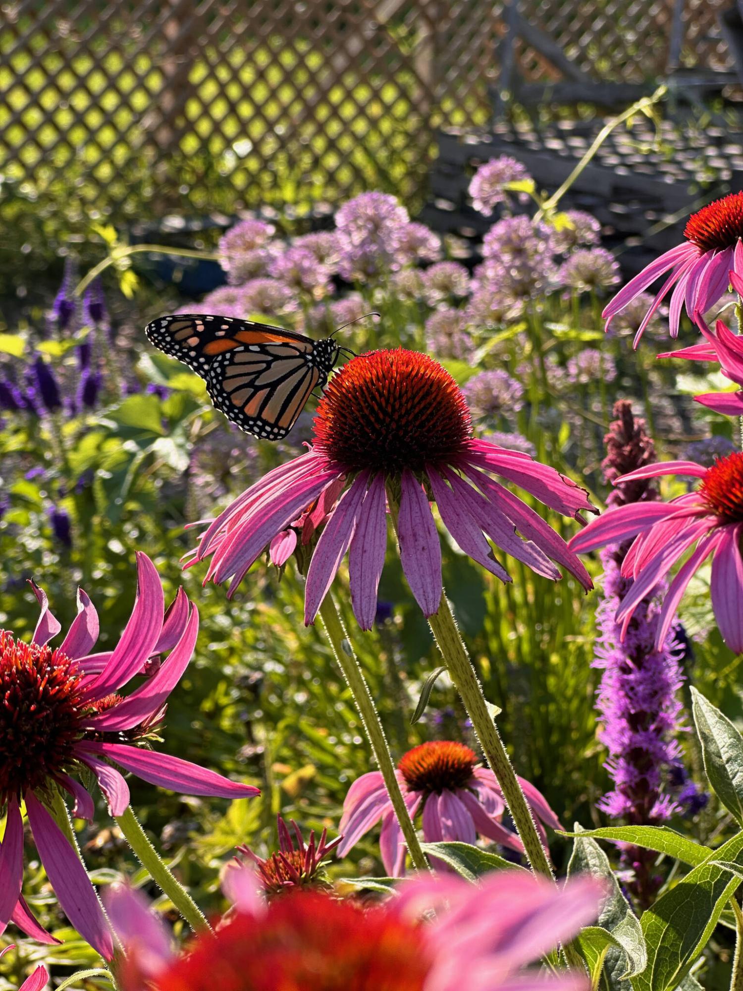  <p>DAVE HANSON PHOTO</p>
                                <p>Growing from seed makes gardening accessible to everyone.</p> 