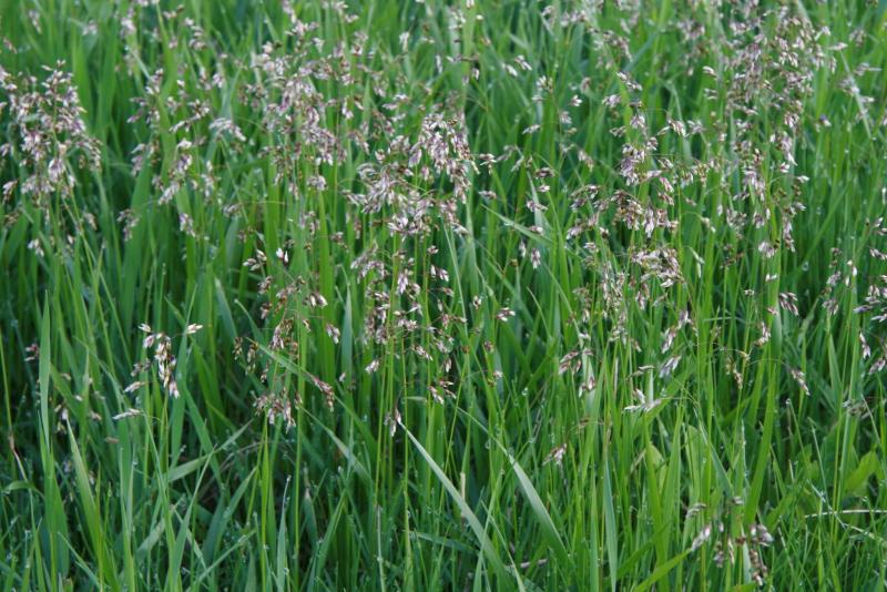 Alpine Sweetgrass Guide - New York Natural Heritage Program