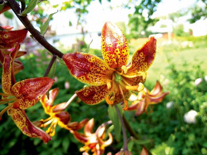 Devil Dog: Martagon lilies send up their dancing turkâs caps even in shade. This hybrid martagon, Devil Dog, was developed by Sandy Venton, local gardener.