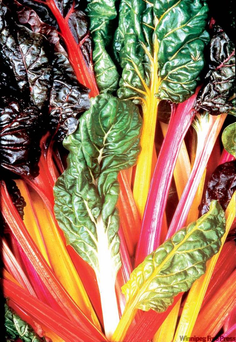 Swiss Chard Bright Lights. A decorative rainbow that is mild-tasting and easy to grow.