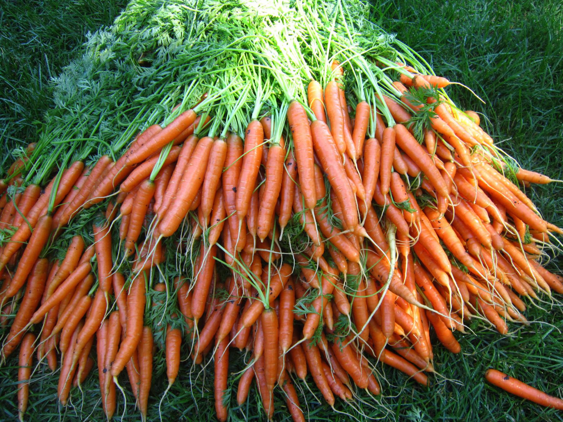 <p>Photos by Tiffany Grenkow</p><p>Sow carrot seeds by July 1 and you could be harvesting a big bunch of carrots starting mid-August.</p>