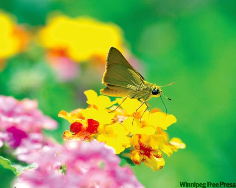 The bright yellow-orange Delaware Skipper Butterfly is an uncommon, almost rare example of a native Manitoba butterfly.