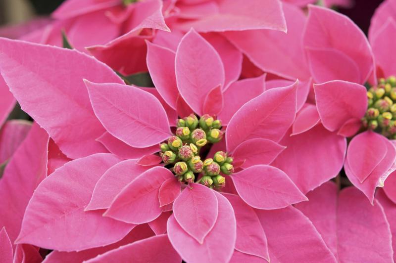 <p>Suntory Flowers</p><p>Perfectly scintillating, Hot Pink Princettia Poinsettia steals the show.</p>