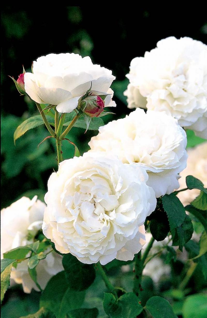 An understated elegance. Imagine this Winchester Cathedral rose in your garden with its luxuriant white, double blooms.