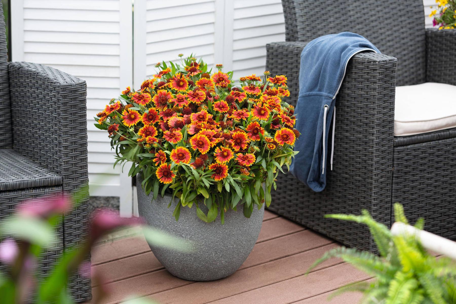  <p>Gaillardia SpinTop Orange Halo Improved is an exceptional new perennial from the True North Perennials collection. It looks equally good in landscapes or containers.</p> 