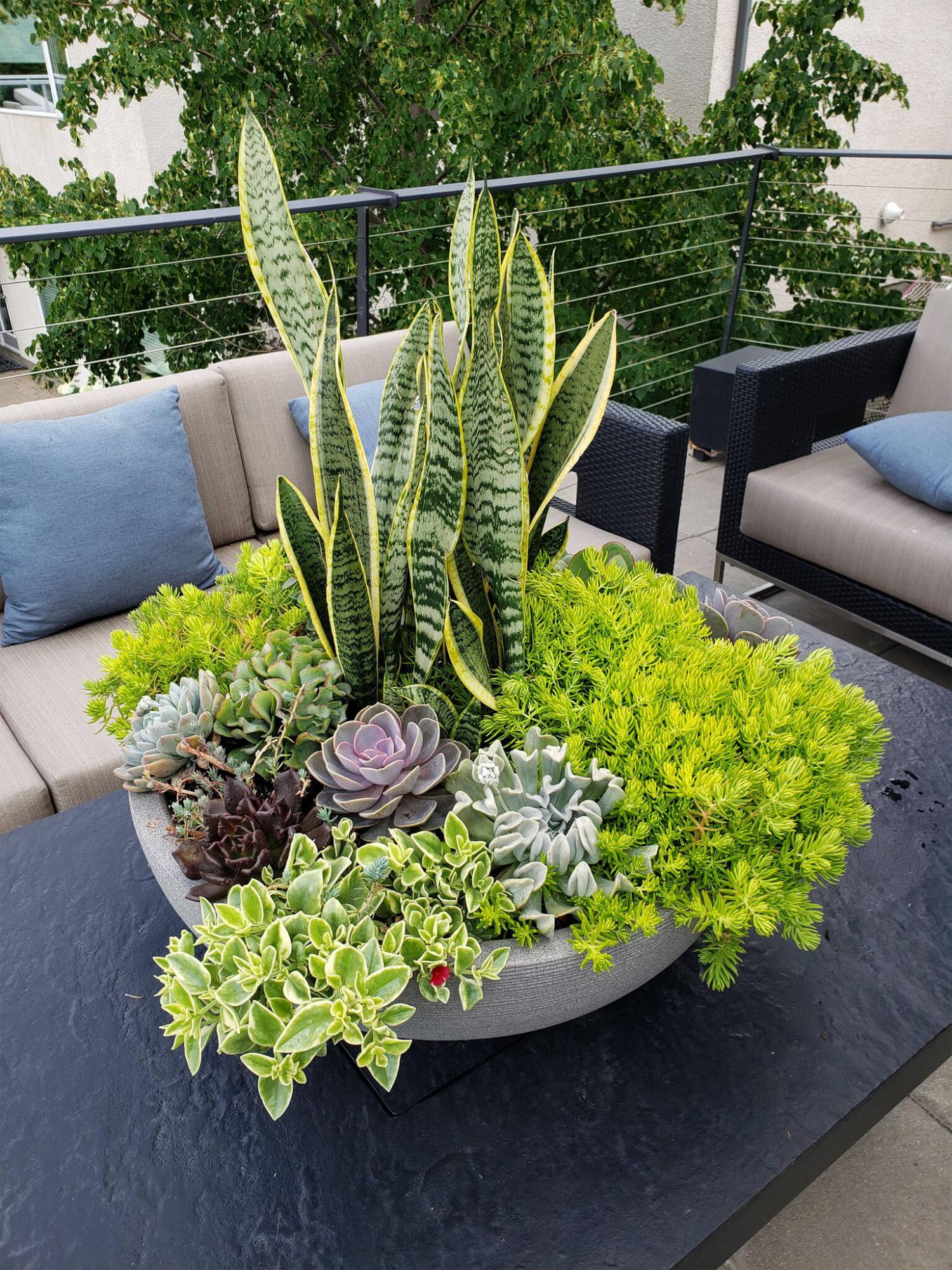 <p>Photos by Karen Chopp</p><p>Sansevieria, with its sword-like foliage, is the thriller in this tabletop planter design by Karen Chopp, the Barefoot Gardener.</p>