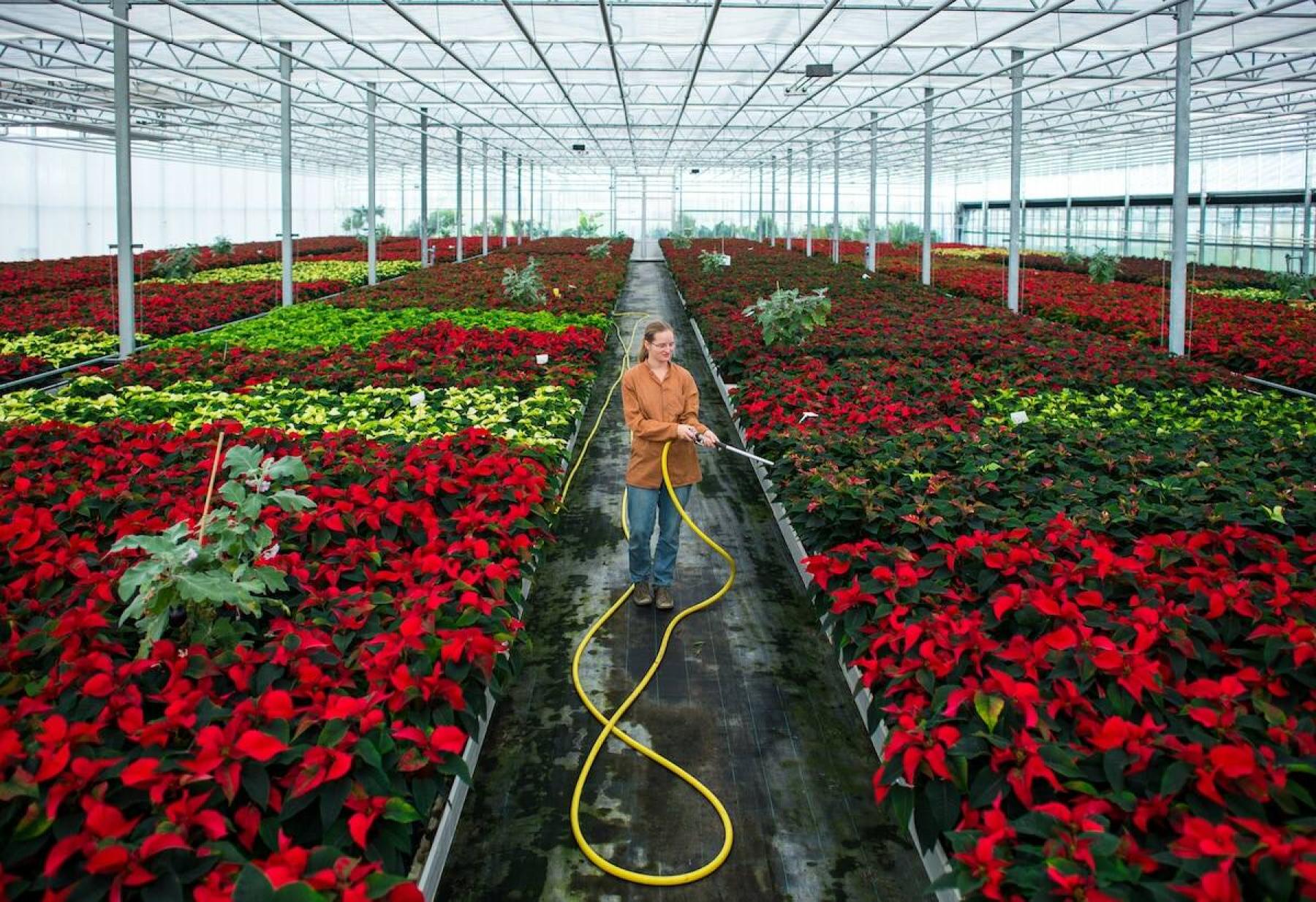  <p>Patrick Pleul / AP</p>
                                <p>Simone Rost works among the poinsettias at a greenhouse in Manschnow, Germany.</p> 