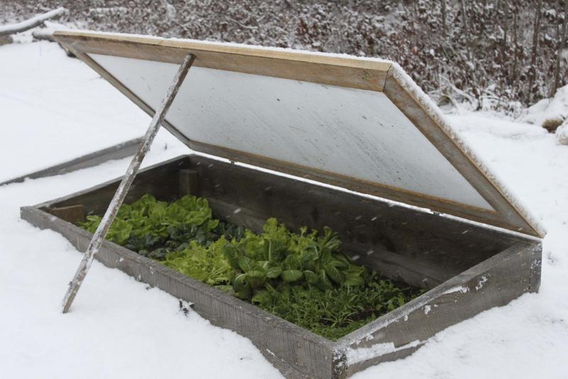 <p>Niki Jabbour</p><p>Don&rsquo;t worry, the snow is a long way away, but with a little planning, an early dusting doesn&rsquo;t have to put your veggie garden on hiatus. Grow delicious salad greens in a cold frame and extend the season.</p>