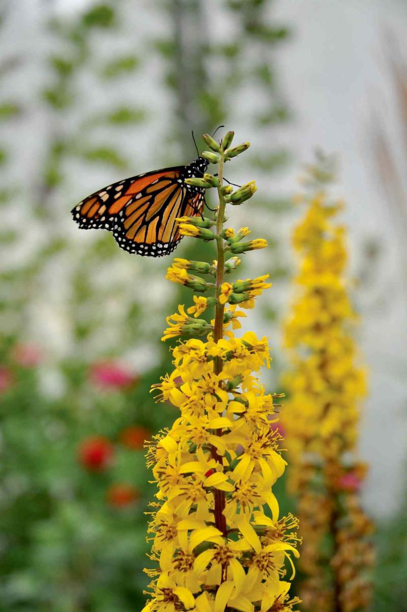 Dave Hanson for Sage Garden Herbs
While the monarch butterfly only lays its eggs on the host plant asclepias or milkweed,  providing nectar plants such as ligularia will also attract it to your garden.