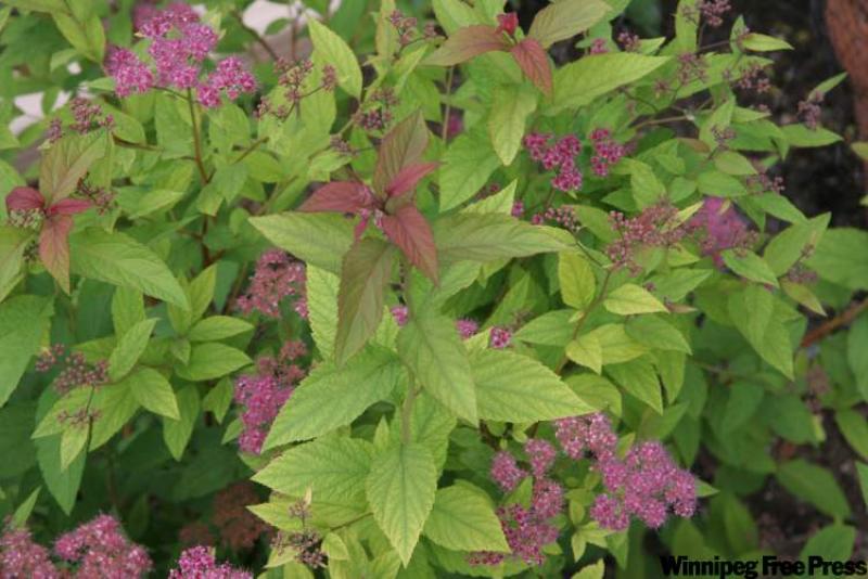 Pink flowering spirea with chlorotic leaves