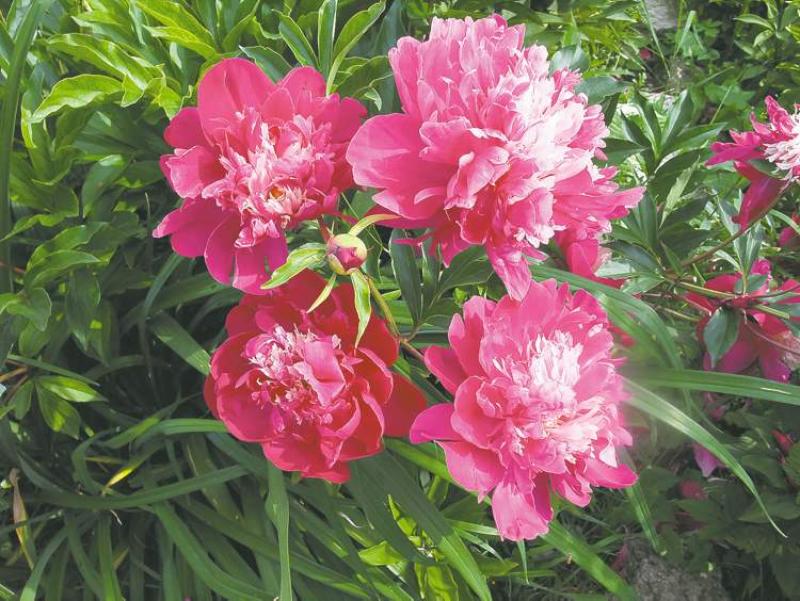 White Cap peony, an APS Gold Medal winner, is a Japanese-form peony. Features raspberry-coloured outer petals and good stem strength.