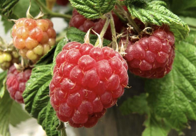 <p>Dean Fosdick / THE ASSOCIATED PRESS FILEs</p><p>Raspberries add a sweet yet tart flavour to most baking.</p></p>