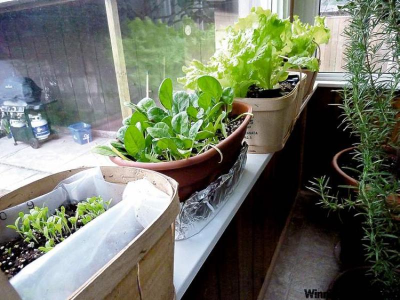 Plant from seeds: starter plants are 10 times more expensive and are often sold long after the plant should have been repotted.