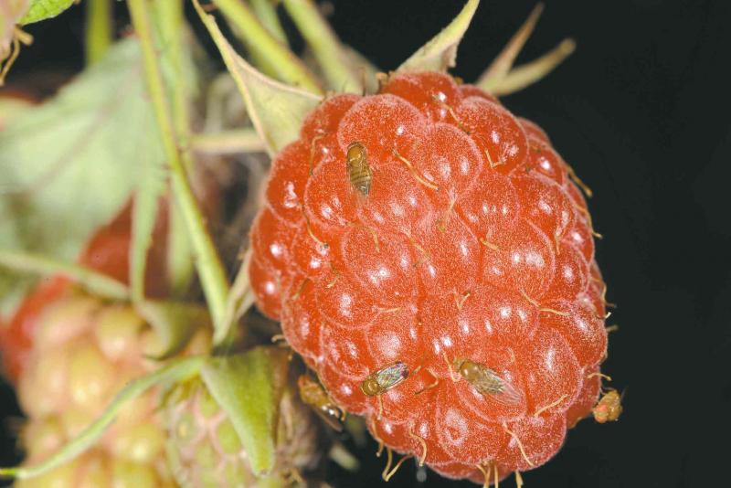 John Obermeyer for Purdue Extension Entomology
Adult spotted wing drosophila make this raspberry unpalatable and threaten an economic impact on the small fruit crop industry in regions throughout North America.