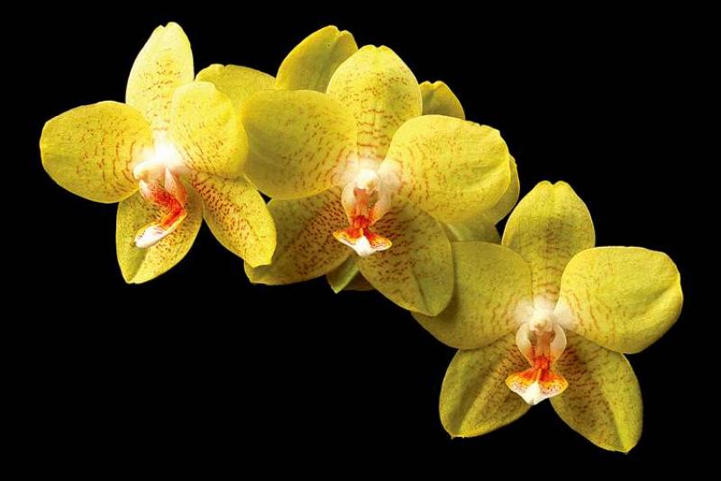 Phalaenopsis Taipei Gold