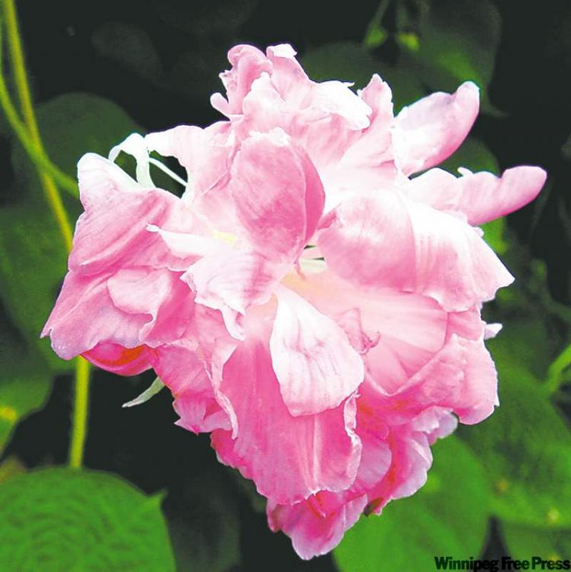 Morning Glory Split Second is a new variety introduced by the National Garden Bureau. 