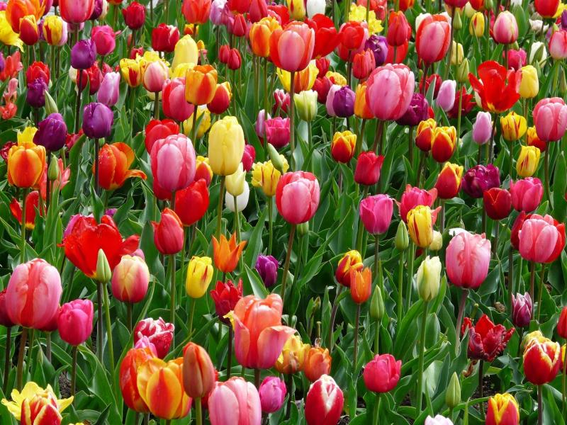 <p>Glen Stubbe / Minneapolis Star Tribune files</p><p>Tulips</p>