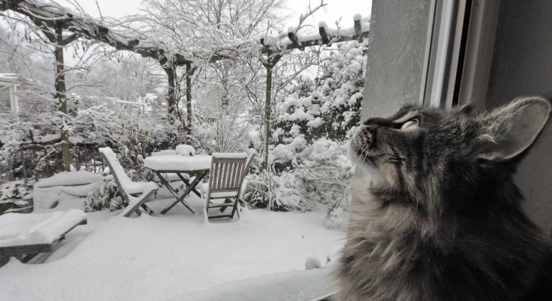 <p>Martin Meissner / The Associated Press Files</p><p>While some cats are on the inside looking out at winter, others aren&rsquo;t so fortunate and can use our help to survive the arctic chill.</p>